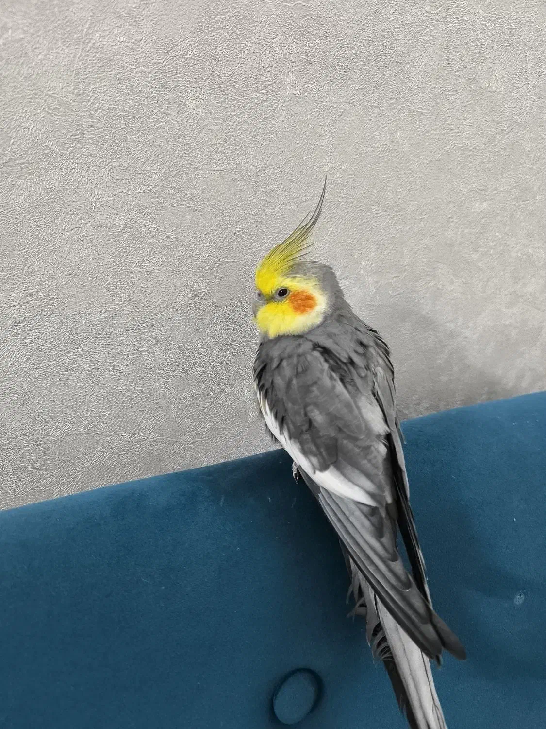 عروس هلندی سخنگو|پرنده|مشهد, فتح المبین|دیوار