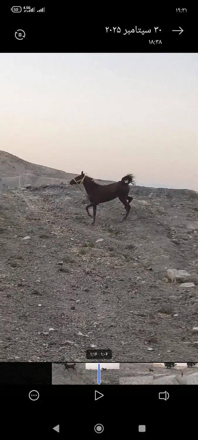 اسب دم گیر|اسب و تجهیزات اسب‌سواری|بهبهان, |دیوار