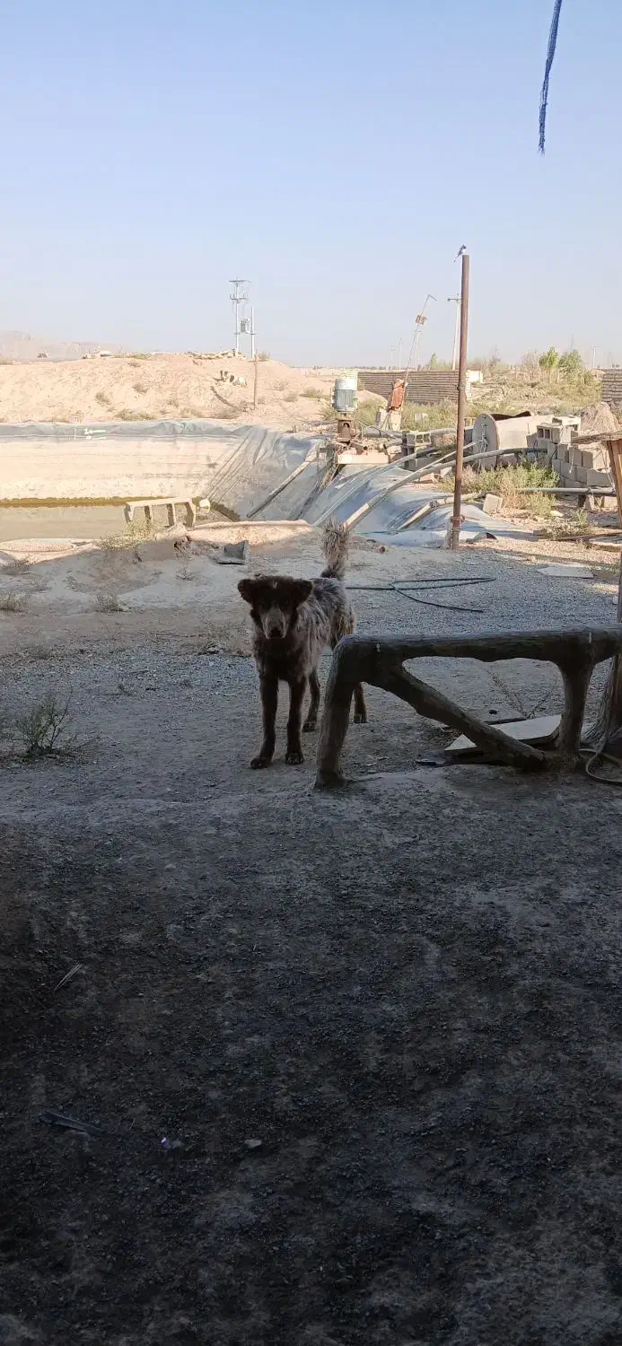 توله لاس فی 10تخفیف پایه معامله|سگ|شاهین‌شهر, برخوار غرب|دیوار