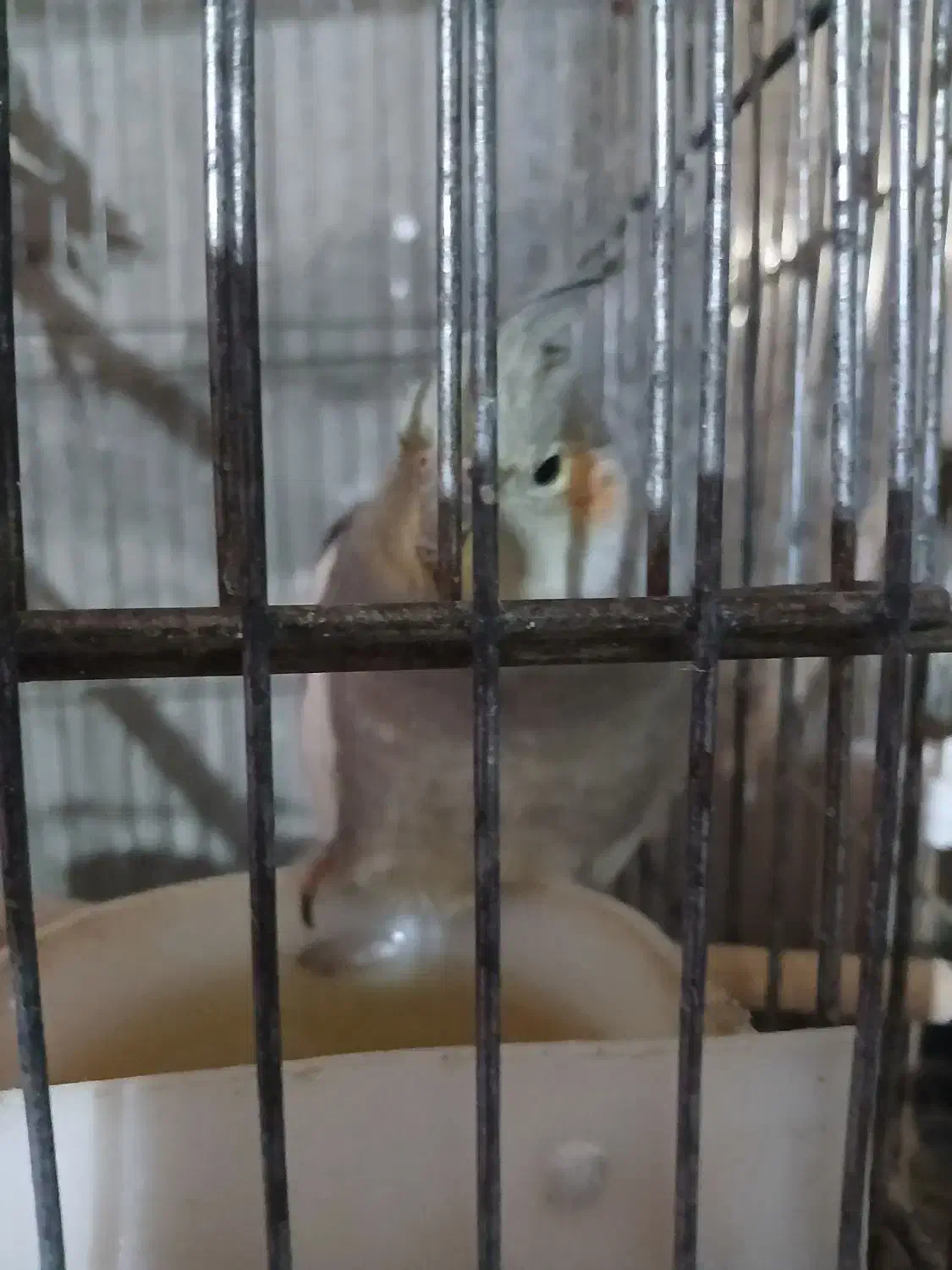 عروس هلندی|پرنده|بومهن, |دیوار