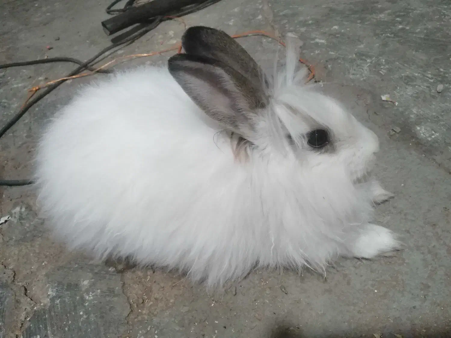 خرگوش|موش و خرگوش|مهاباد (آذربایجان غربی), |دیوار