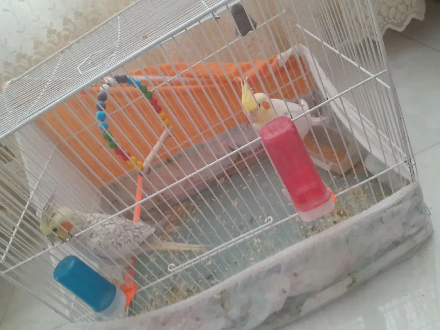 عروس هلندی نر ماده به شرت تخم جوجه|پرنده|سرایان, |دیوار