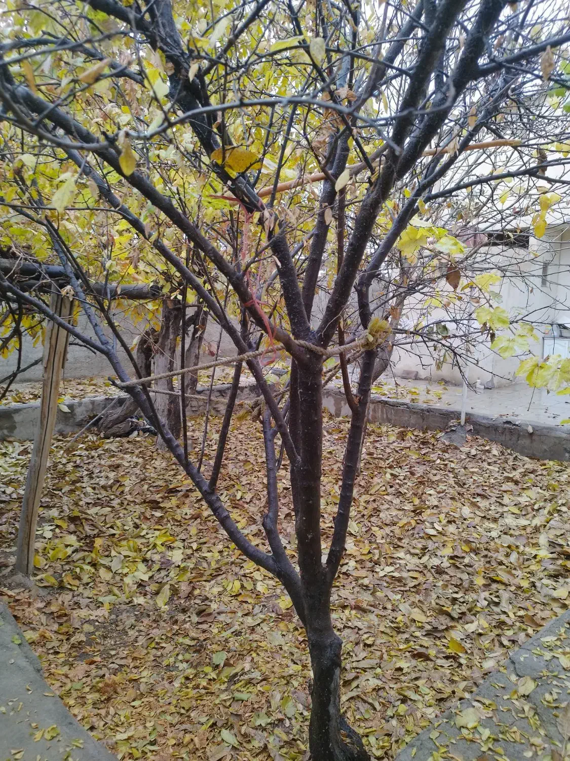 خانه (ساختمان)ویلایی سنددار|فروش خانه و ویلا|هشتگرد, هشتگرد قدیم|دیوار