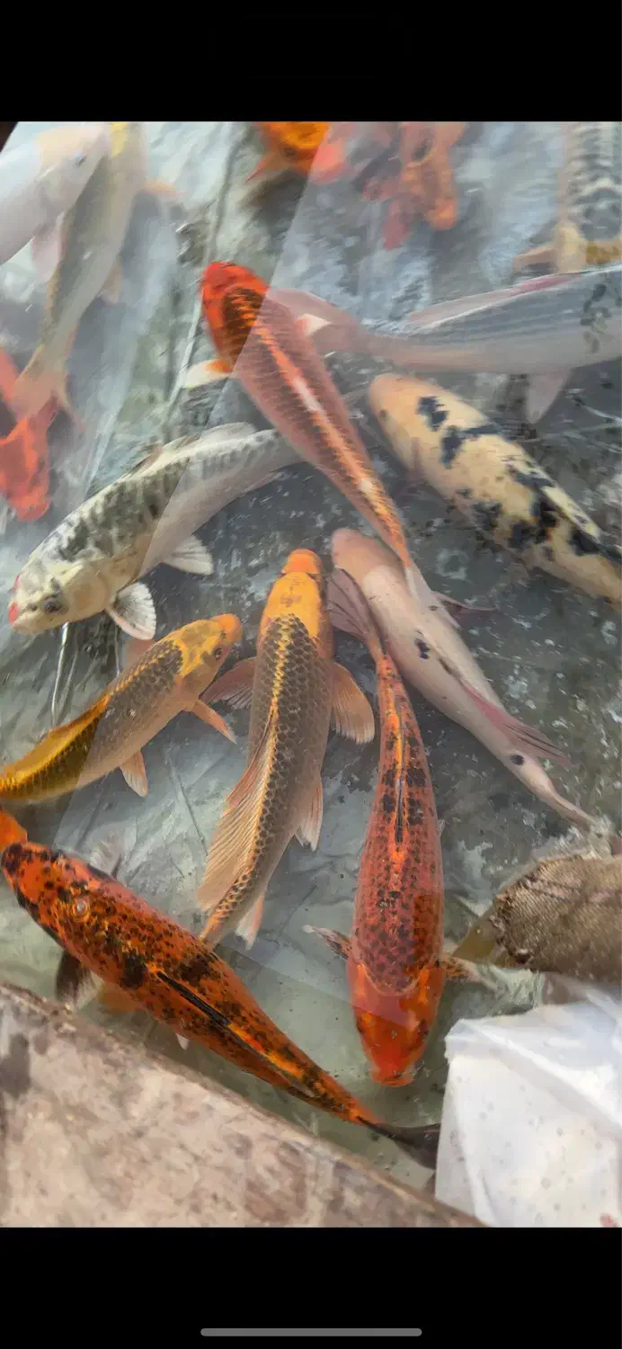 ماهی کوی ۵۰ سانتی اور سایز|ماهی|رشت, یخسازی|دیوار