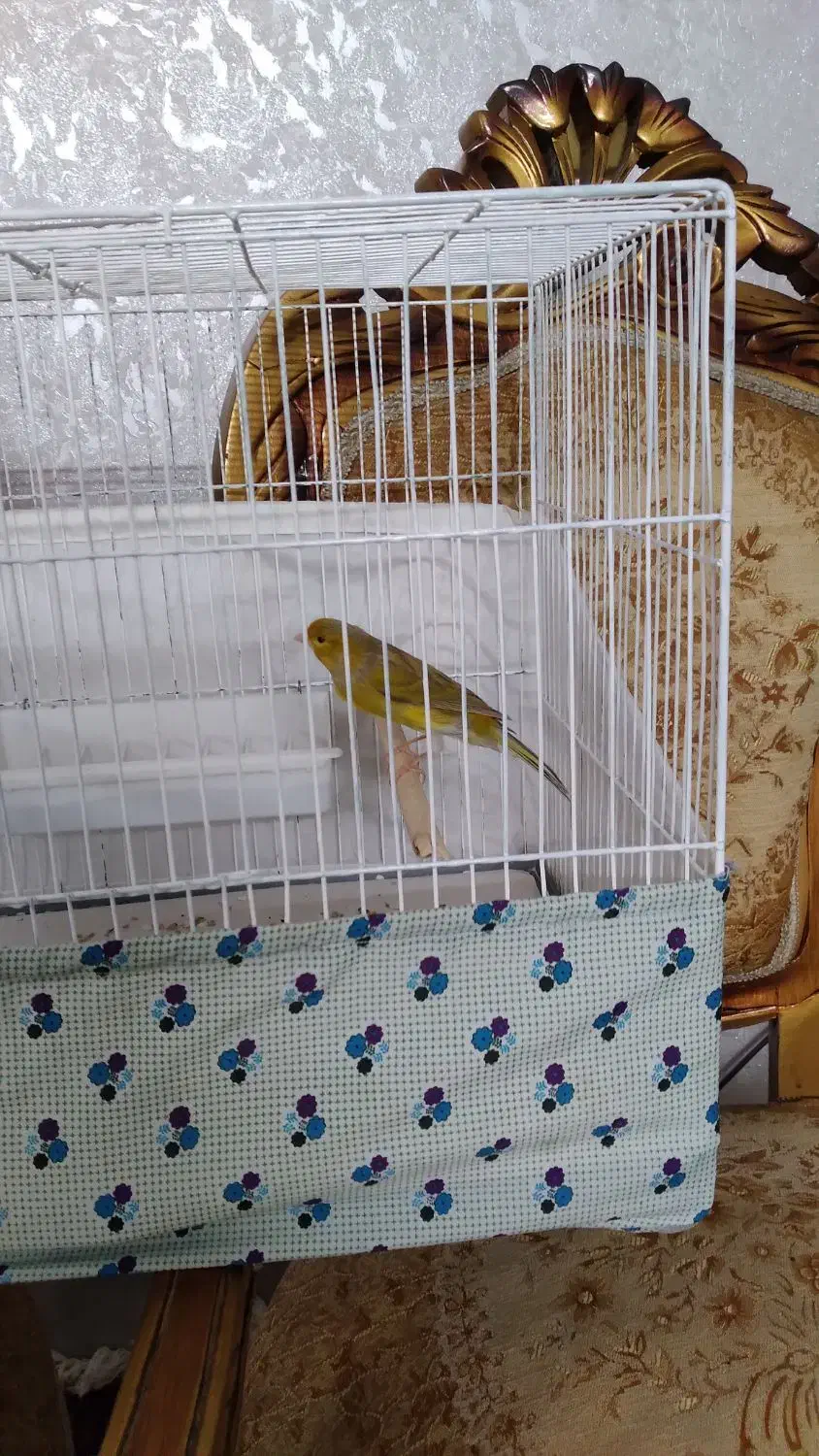 یک عددقناری نر بخون دارچینی رنگ|پرنده|کاشان, لتحر|دیوار