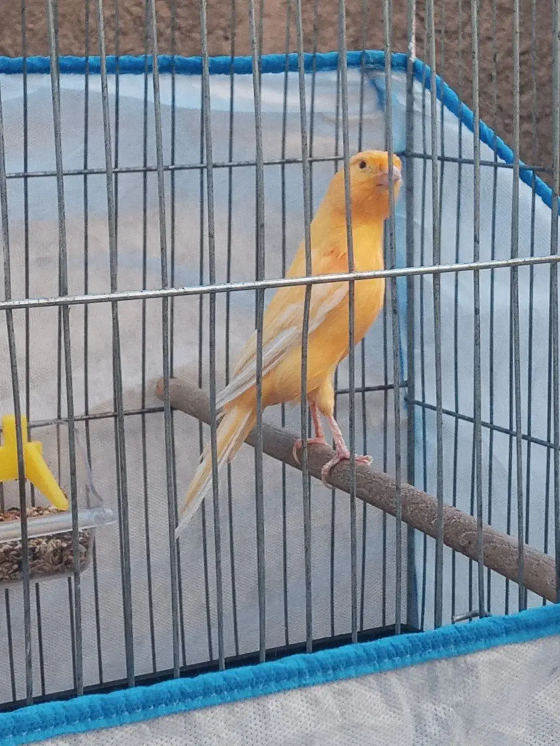 قناری زینتی کشیده تازه بخوان شده|پرنده|دهگلان, |دیوار