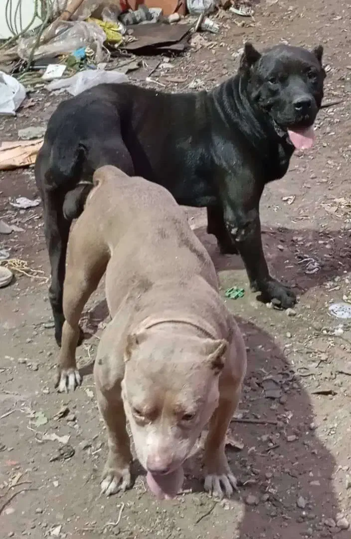 واگذاری توله پیتبول|سگ|ساری, |دیوار