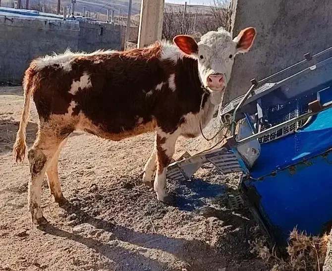 سالم و زمین گیرگاو گوساله ریزو درشت همه نوع|حیوانات مزرعه|زنجان, |دیوار