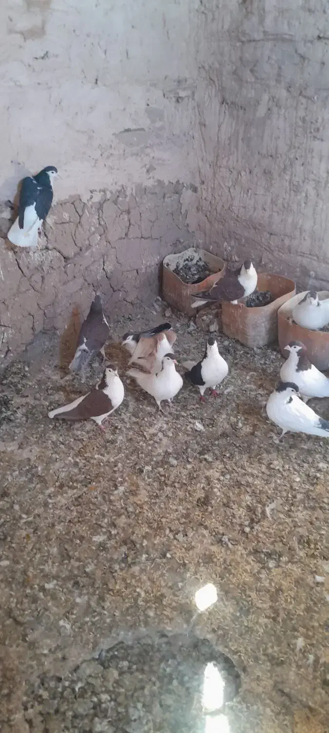 کفتر سده|پرنده|عطاملک, |دیوار