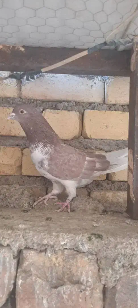 گمشده کبوتر|حیوانات|خمینیشهر, |دیوار