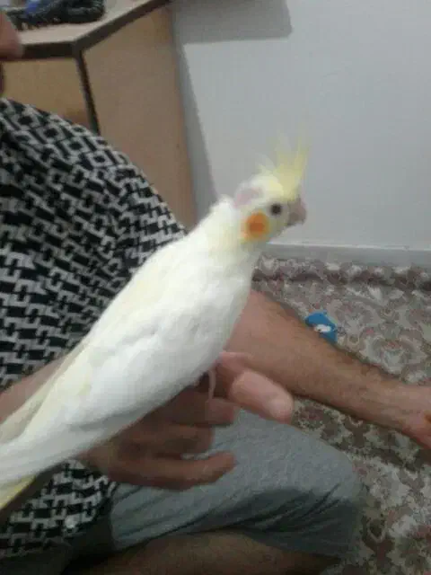 یک جفت عروس مولد با جوجه فوری|پرنده|دامغان, |دیوار