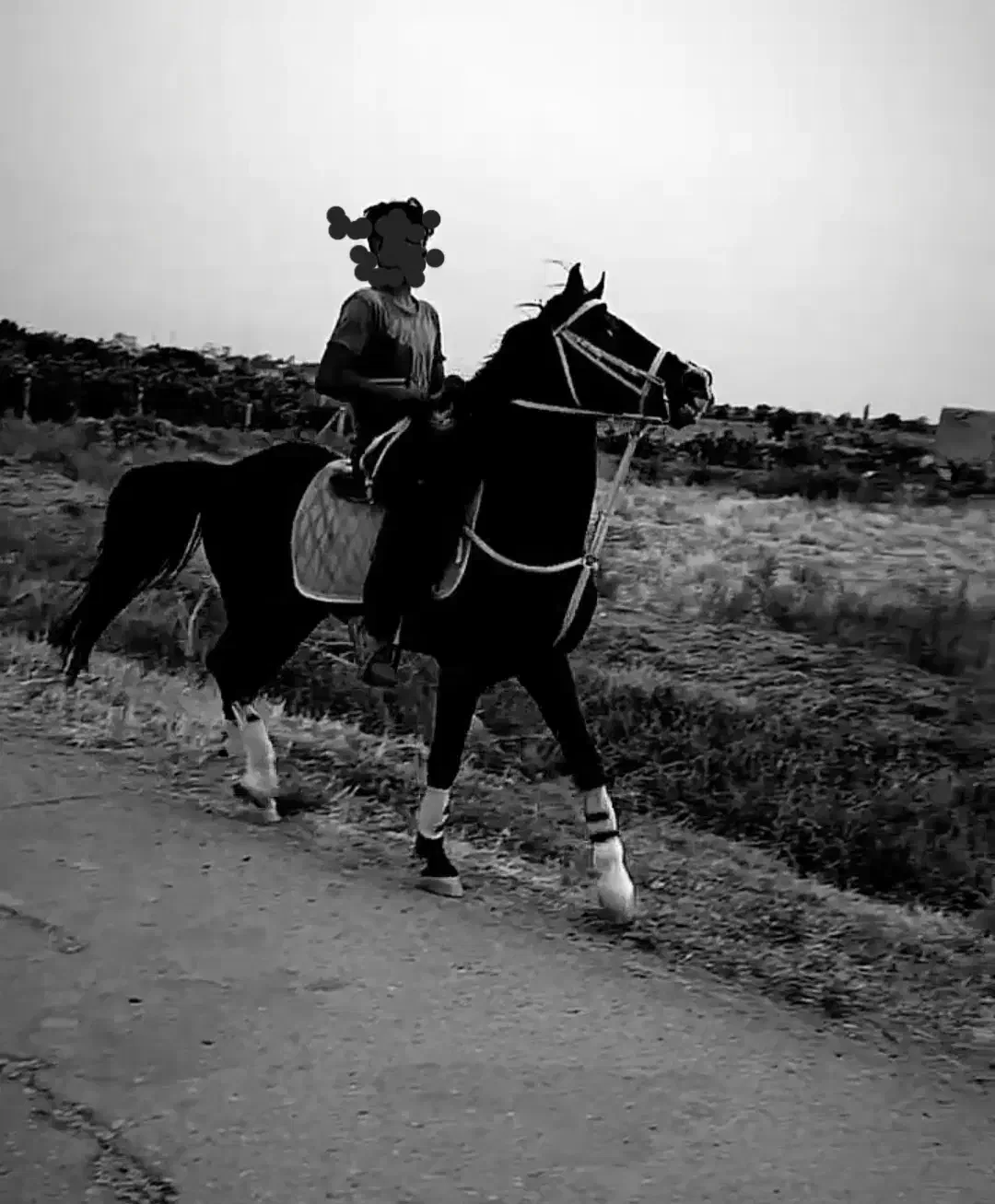 اسب|اسب و تجهیزات اسب‌سواری|قزوین, |دیوار