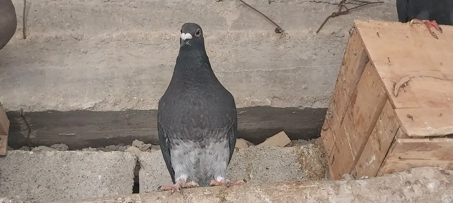 کبوتر|پرنده|وراوی, |دیوار