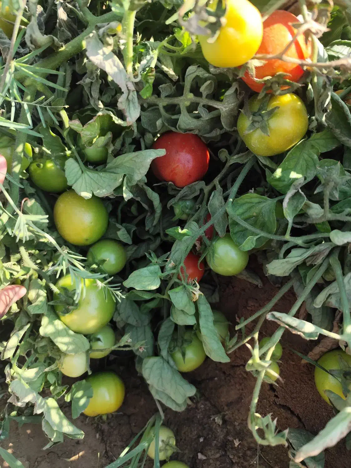 گوجه سبز و دورنگ چین اول|خوردنی و آشامیدنی|زرین دشت (فارس), |دیوار