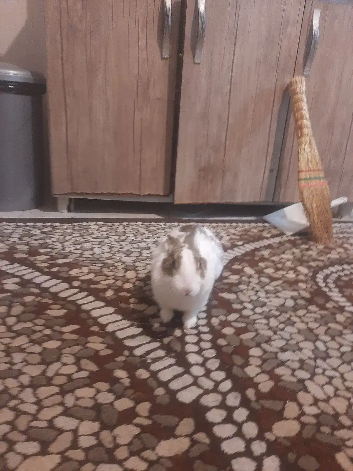 خرگوش|موش و خرگوش|بومهن, |دیوار