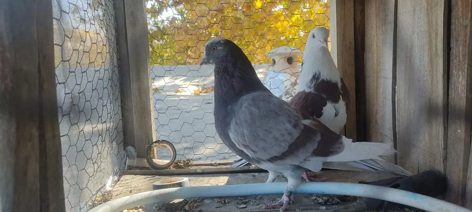 کبوتر پرشی|پرنده|گلپایگان, |دیوار