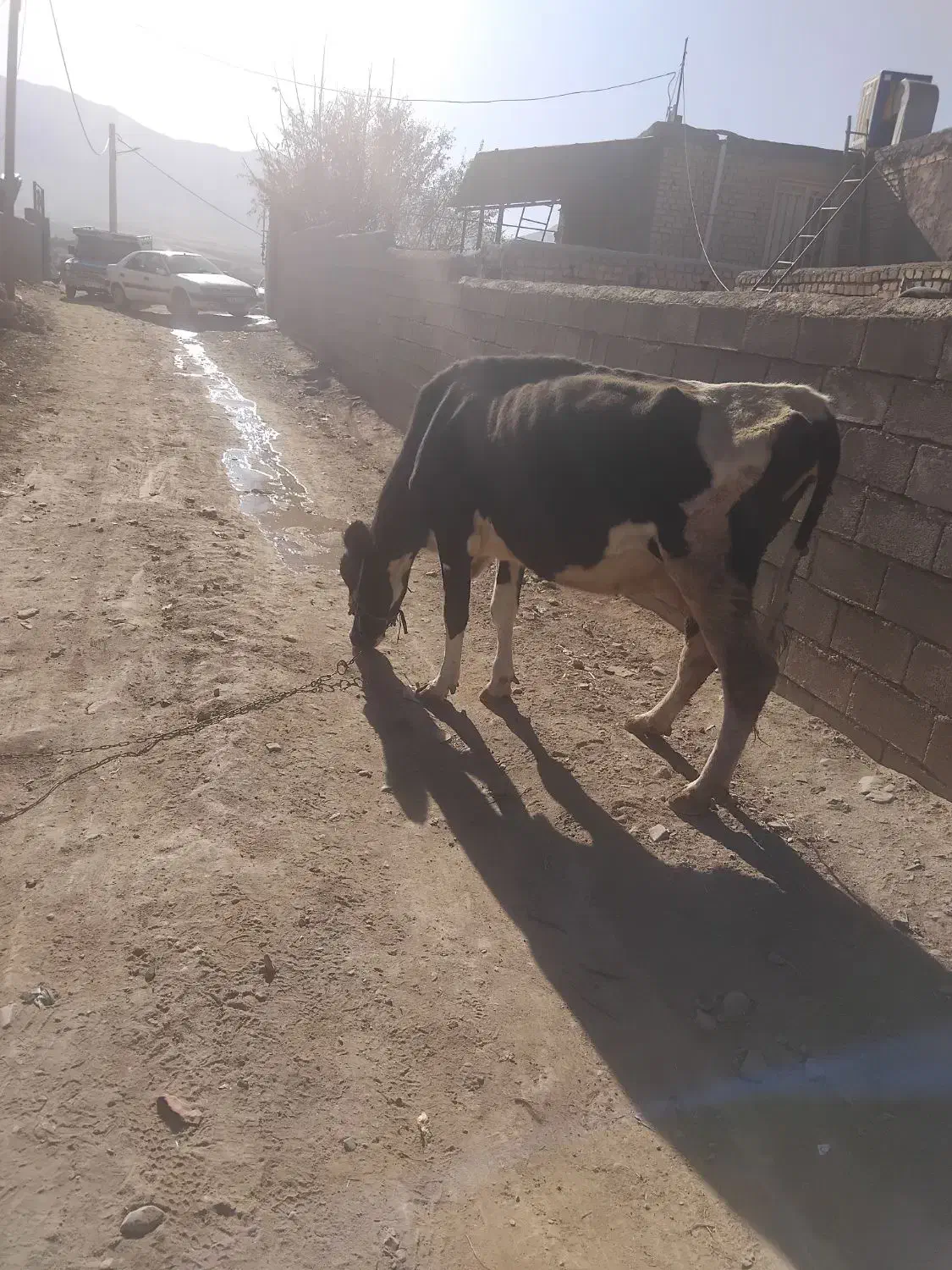 گاو با گوساله بزرگ ماده سیمتال|حیوانات مزرعه|الیگودرز, |دیوار