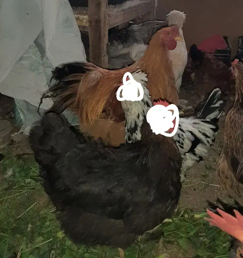 خروس برهما جوان|حیوانات مزرعه|قم, شهرک امام حسن|دیوار