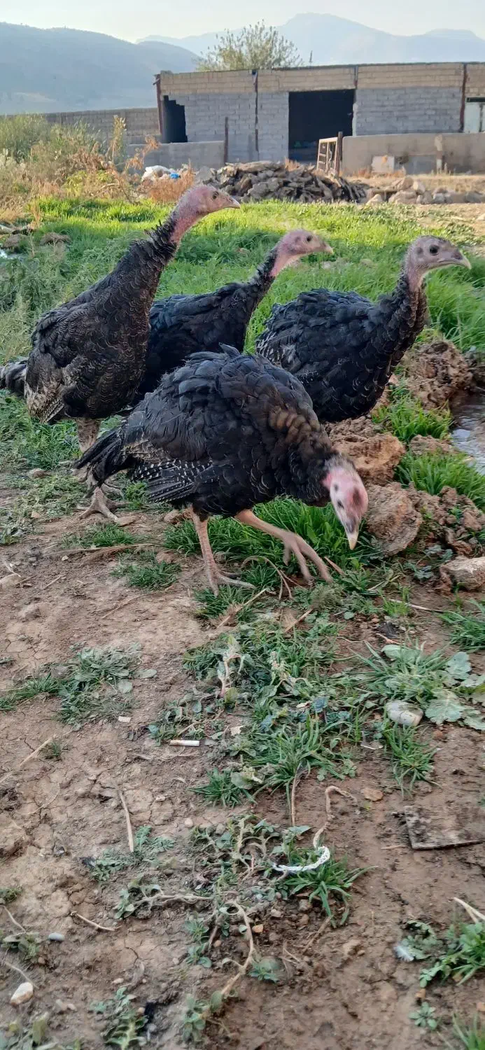 بوقلمون برنز نر|حیوانات مزرعه|چگنی, |دیوار