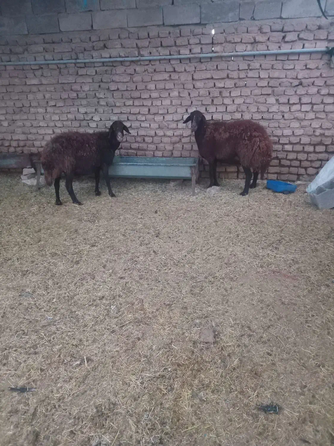 فروش میش قزل افشار|حیوانات مزرعه|جوادآباد, |دیوار