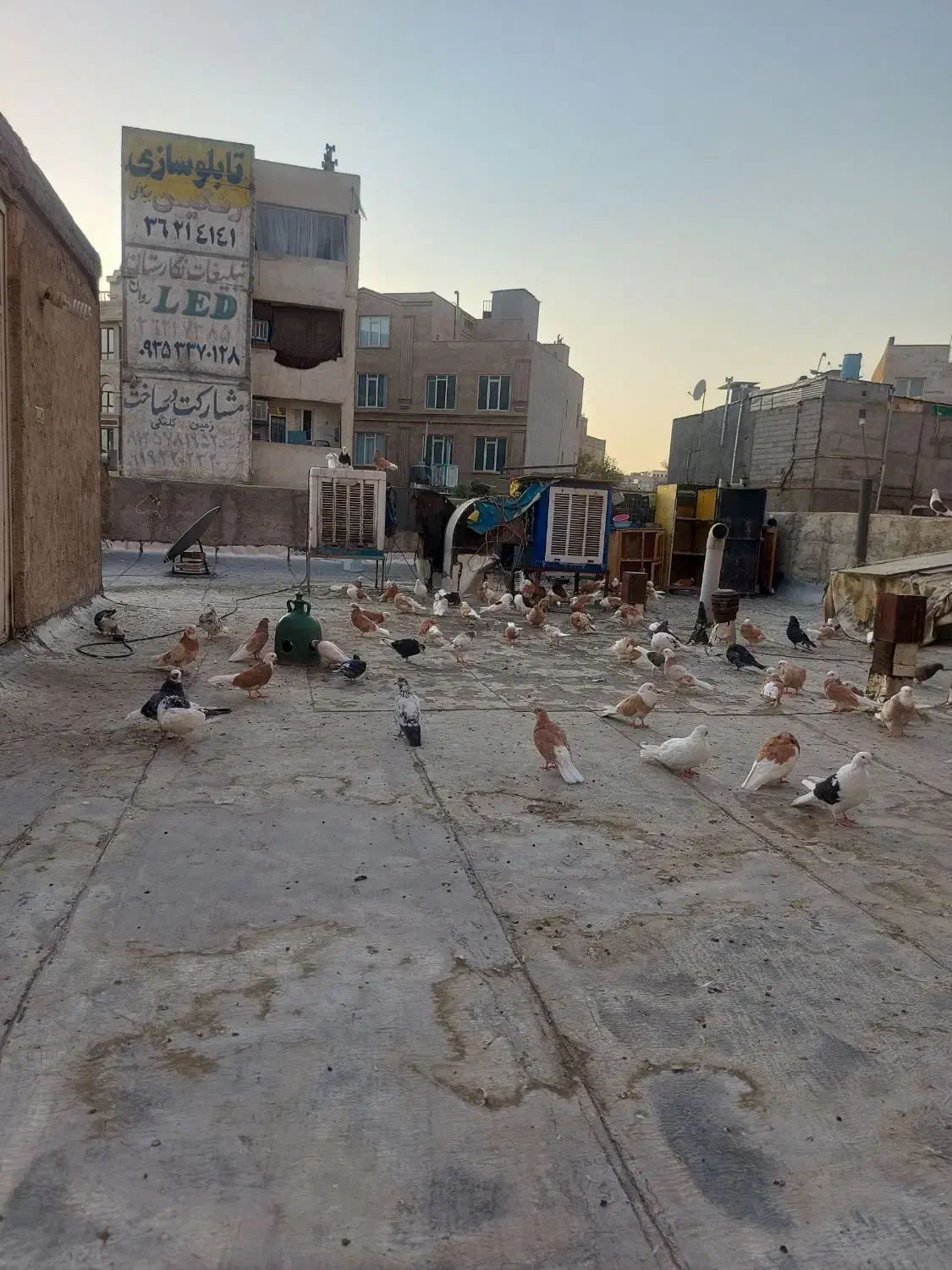 تعدای کبوتر فروشی شازده زرد تمیز|پرنده|مشکین‌دشت, |دیوار