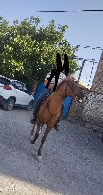 اسب کرد نریون|اسب و تجهیزات اسبسواری|تبریز, |دیوار