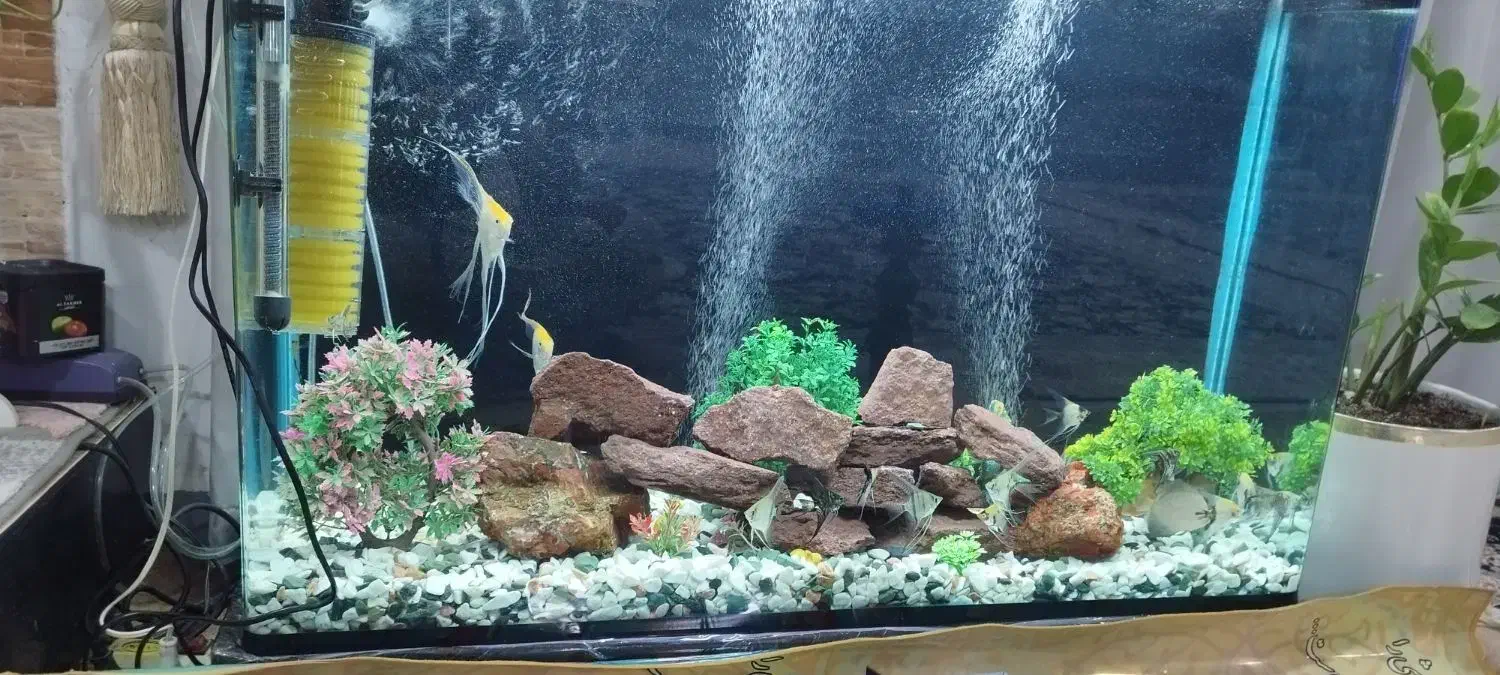 آکواریوم خوشکل پسند|ماهی|شوش, |دیوار