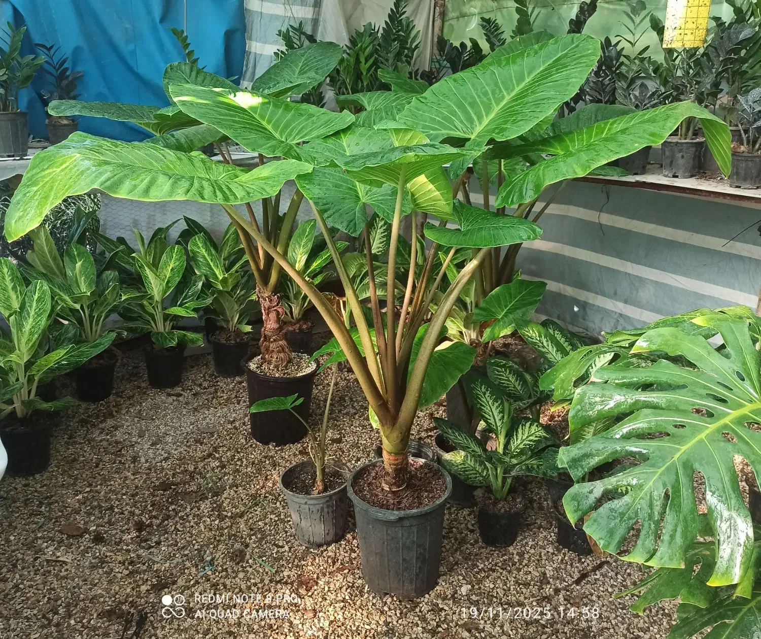 گل بابا آدم مادری|گل و گیاه طبیعی|بوشهر, |دیوار