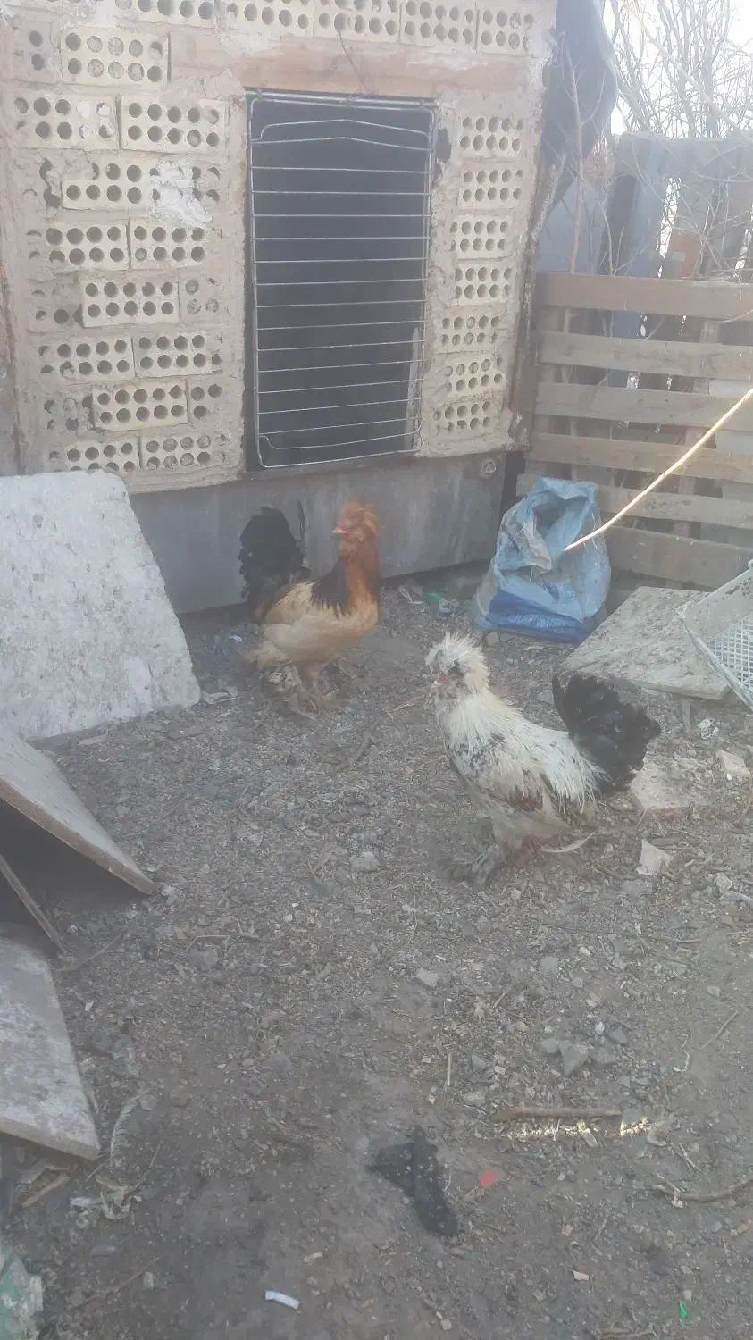 دو عدد خروس سلطان|حیوانات مزرعه|چهاردانگه (تهران), |دیوار