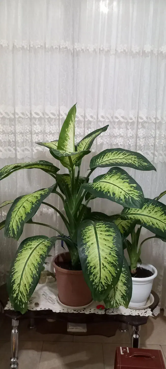 فروش گل دیفن ماخیای بزرگ|گل و گیاه طبیعی|قزوین, |دیوار