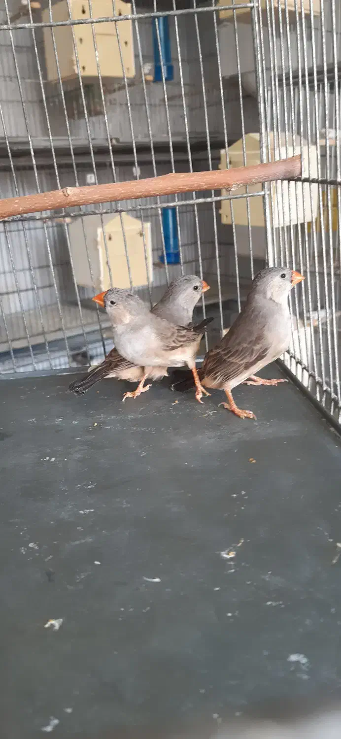 فنچ گلدین زبرا کرواتی بنگالی|پرنده|کرج, ساسانی (قلمستان)|دیوار