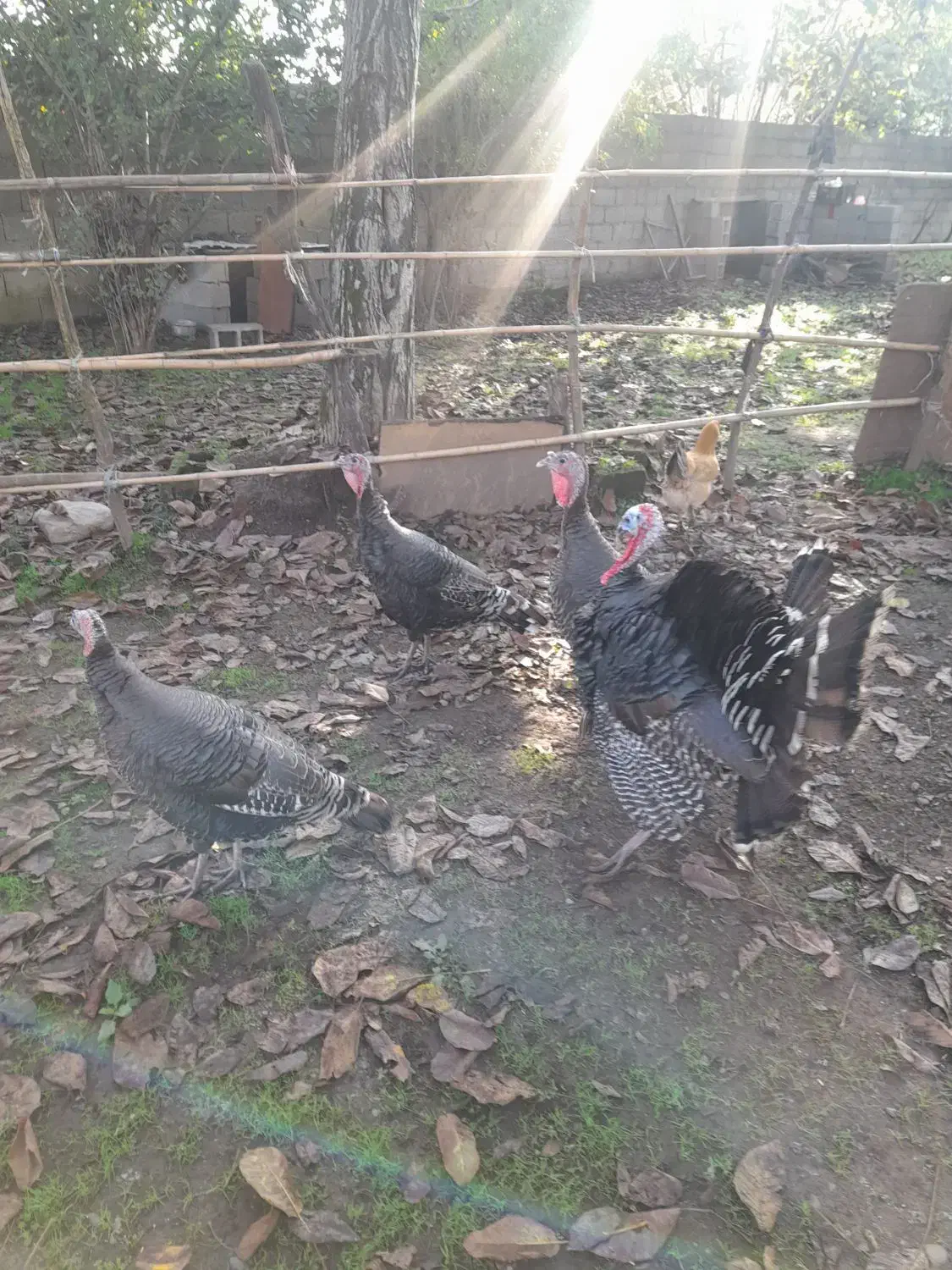 بوقلمون زنده سالم و گوشتی|حیوانات مزرعه|ماکلوان, |دیوار