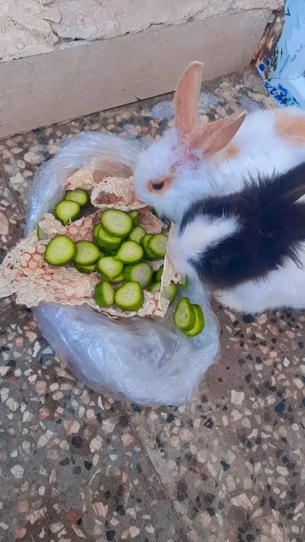 خرگوش لوپی با قفس|موش و خرگوش|زاهدان, |دیوار