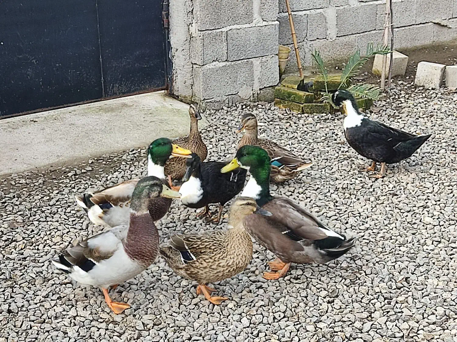 اردک محلی|حیوانات مزرعه|آستانه اشرفیه, |دیوار