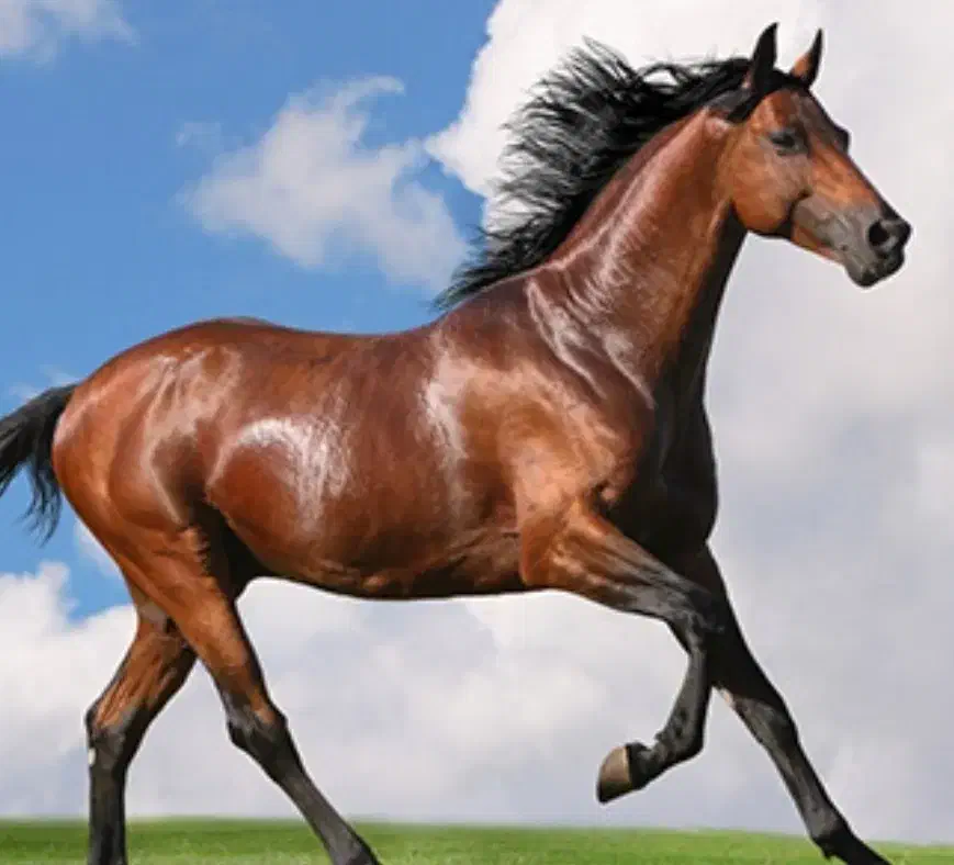 اسب سه تا بندرلنگه|اسب و تجهیزات اسب‌سواری|بندرلنگه, |دیوار