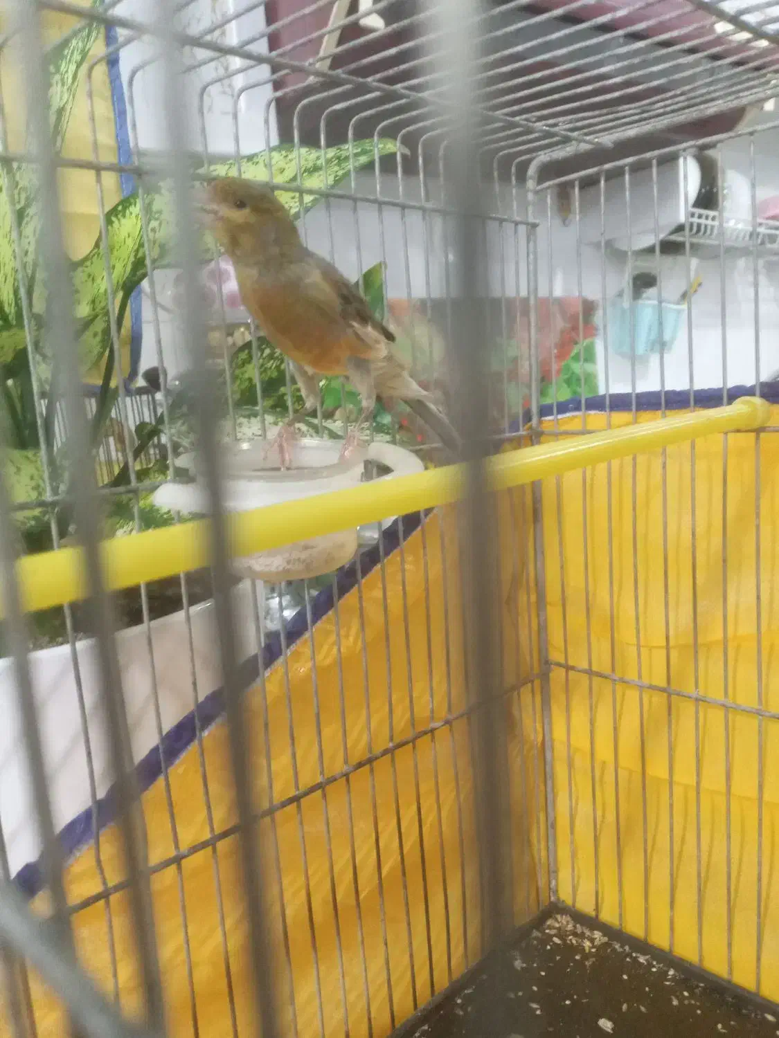 فروش ۵ عدد قناری نر مست اماده جفت|پرنده|بروجرد, |دیوار