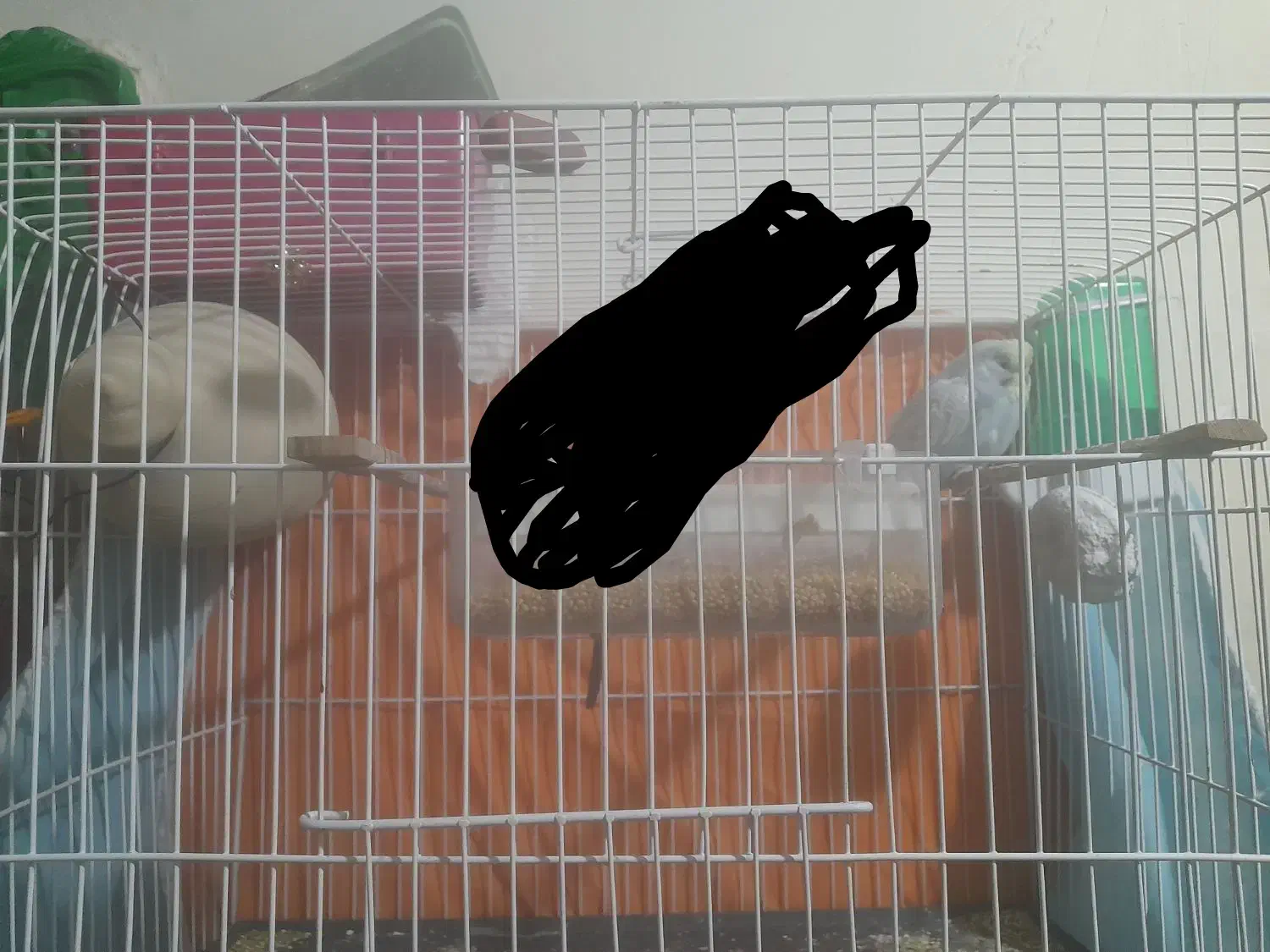 مرغ عشق|پرنده|ایرانشهر, |دیوار