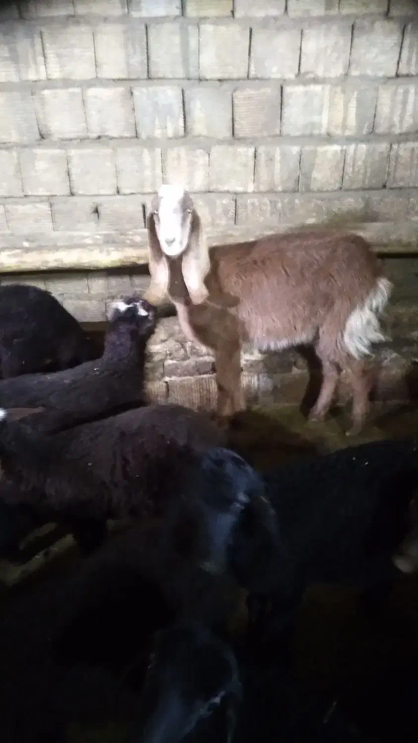 بز  افغانی نژاد دار|حیوانات مزرعه|ملایر, |دیوار