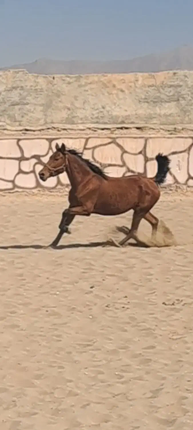 فروش مادیان ۷ساله و کره ۶ ماهه مشکی|اسب و تجهیزات اسبسواری|تیران, |دیوار