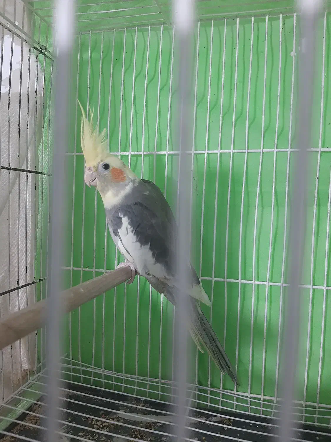 عروس هلندی|پرنده|مشهد, نیزه|دیوار