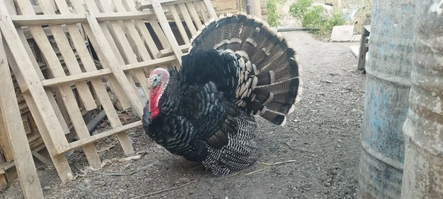 بوقلمون نر|حیوانات مزرعه|اصفهان, خاتون‌آباد|دیوار