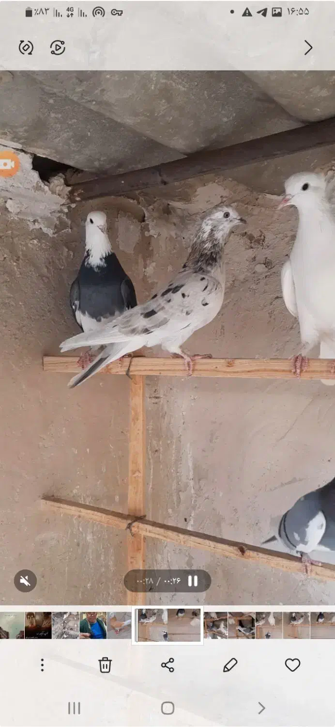 کبوتر|پرنده|تفرش, |دیوار