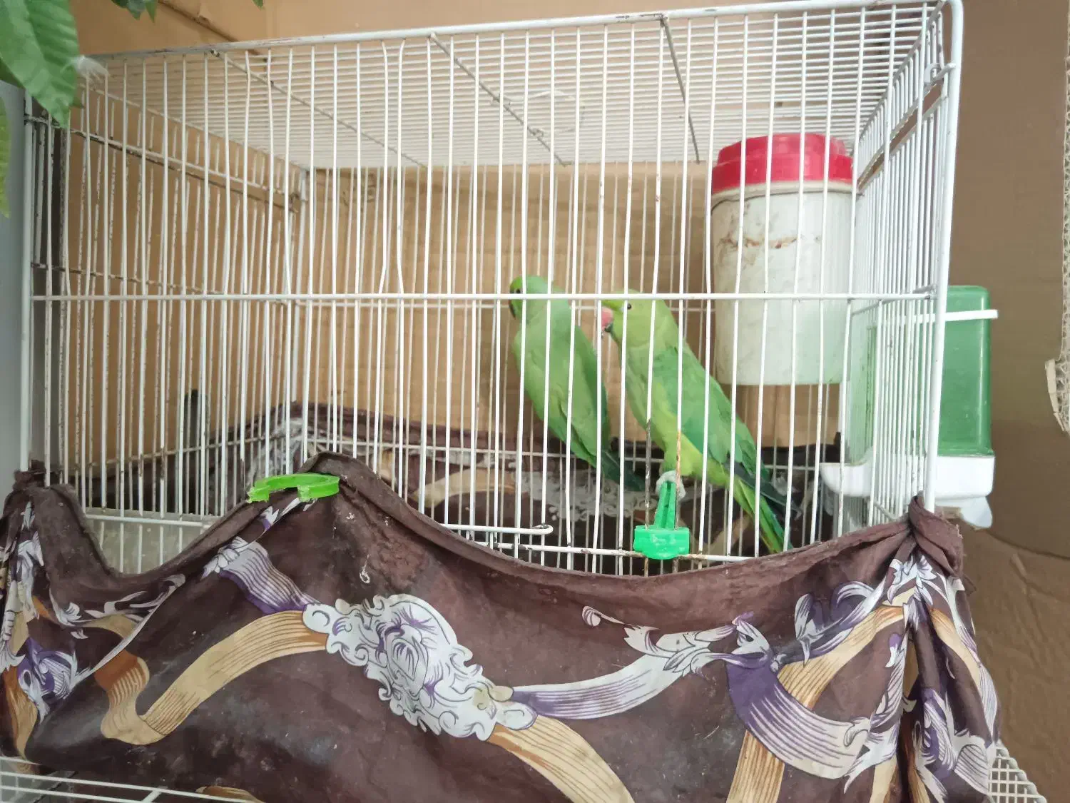 طوطی شاه ملنگو یک جفت طوطی گرینچیک یک جفت|پرنده|بیرجند, |دیوار