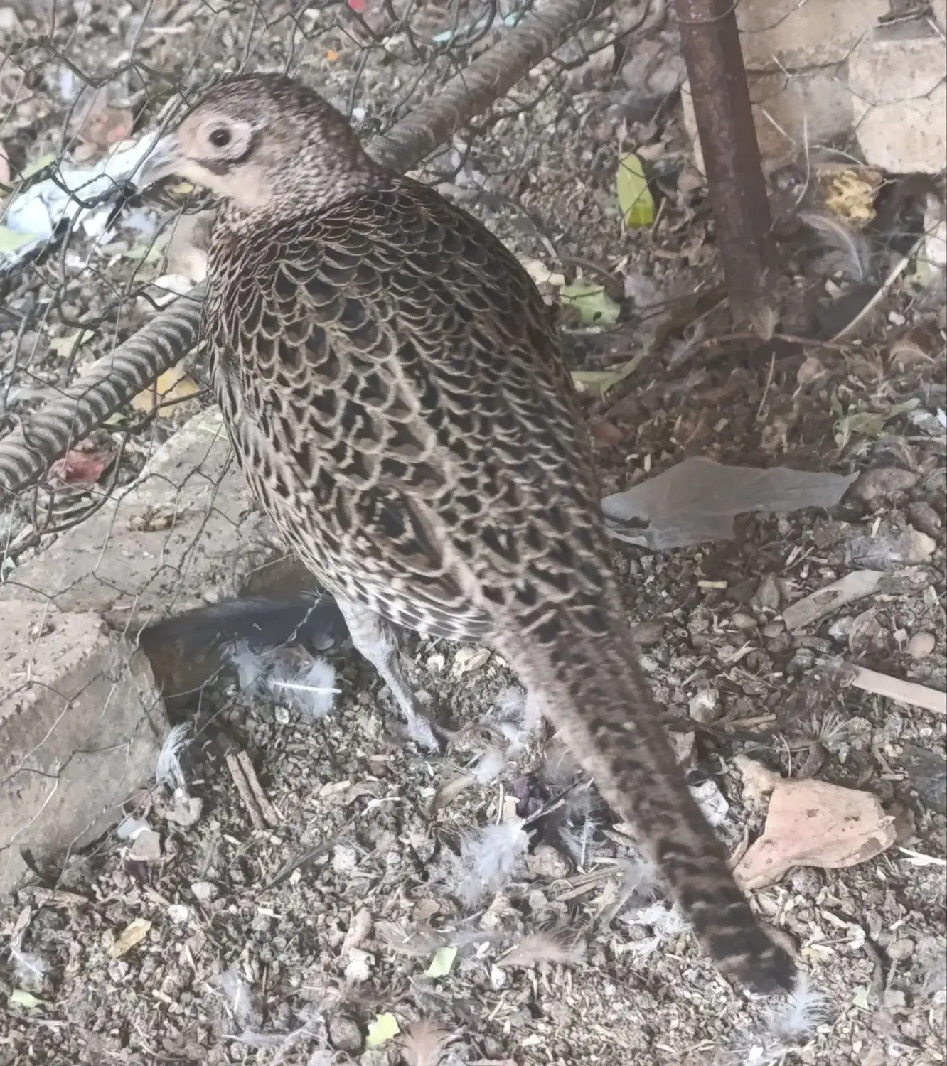 تعویض پرنده خانگی با سهره نر|پرنده|باغ بهادران, |دیوار