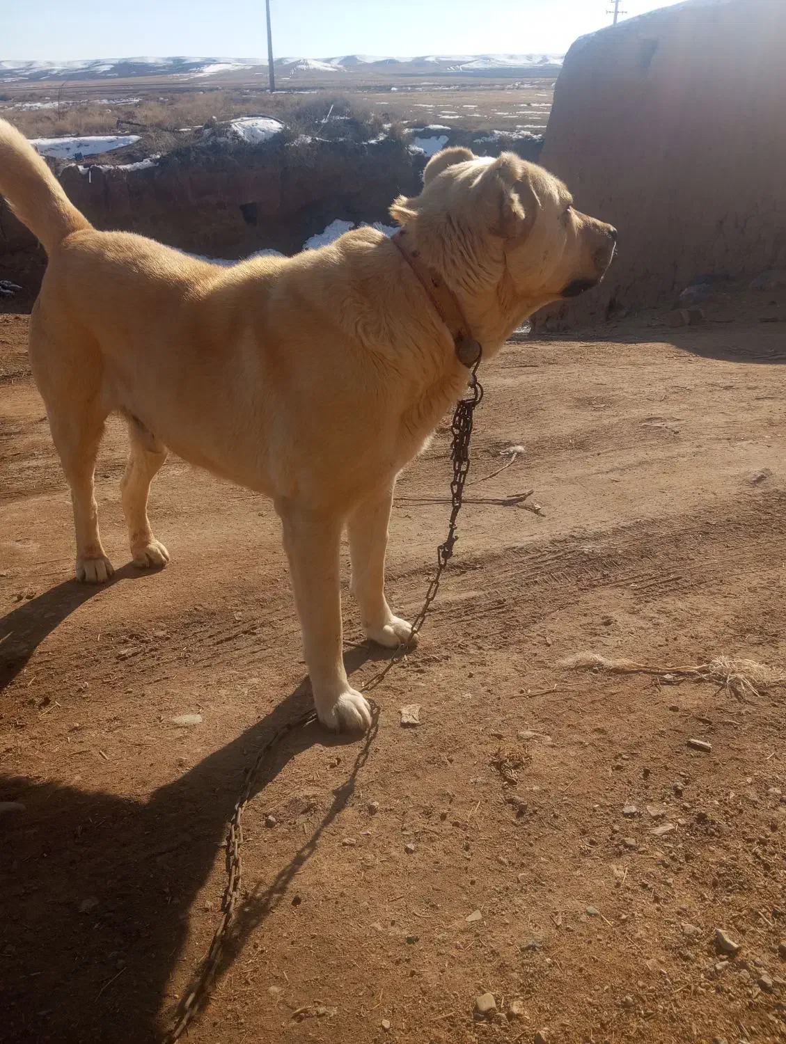 سگ گله ی خیلی خوب|سگ|قیدار, |دیوار