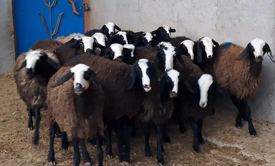 ۲۰ راس بره تقلی ماده گوسفند دوقلوزای شالی|حیوانات مزرعه|شال, |دیوار