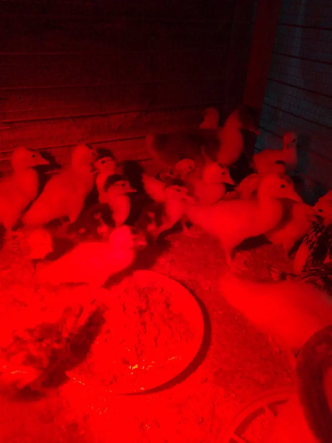 فروش جوجه اردک|حیوانات مزرعه|گتاب, |دیوار