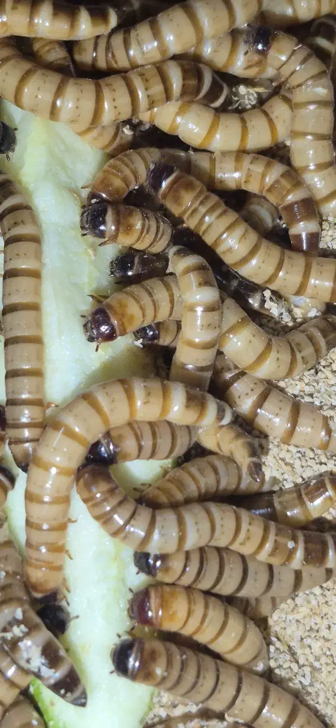 میلورم و سوپر ورم زنده و خشک|حیوانات مزرعه|خمینی‌شهر, |دیوار