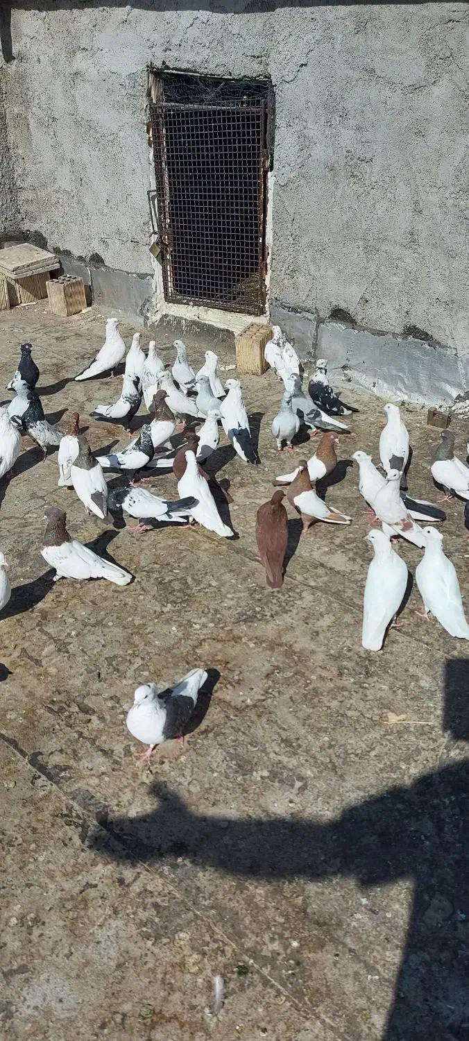 ۵۲ عدد پرشتی|پرنده|خرم‌آباد, |دیوار