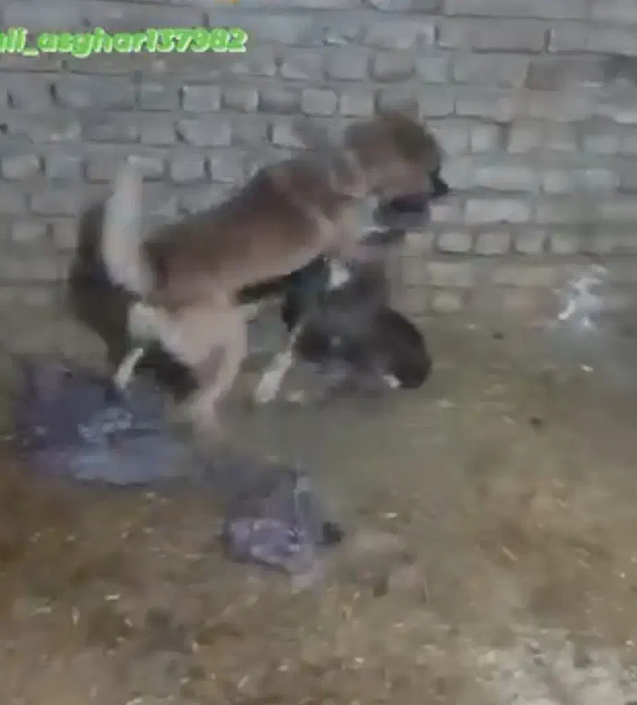 سگ گمشده|سگ|کوهنانی, |دیوار